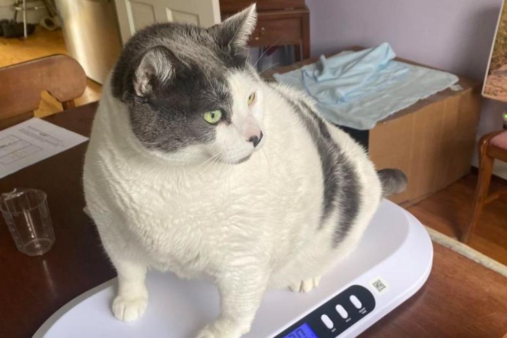 overweight cat story viral