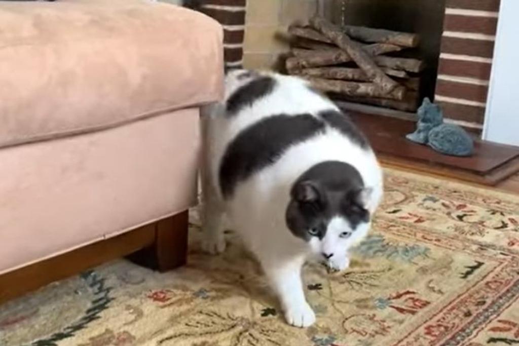overweight cat heartwarming story