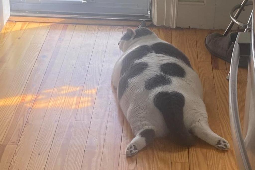 Patches Sploot overweight Cat