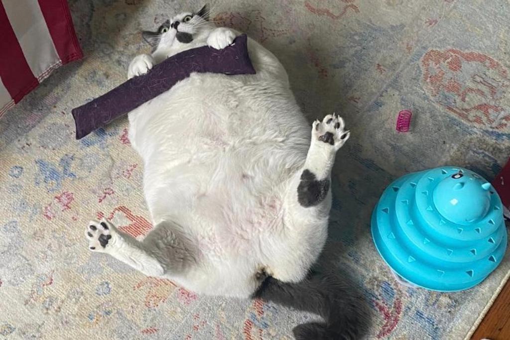 Patches viral story overweight