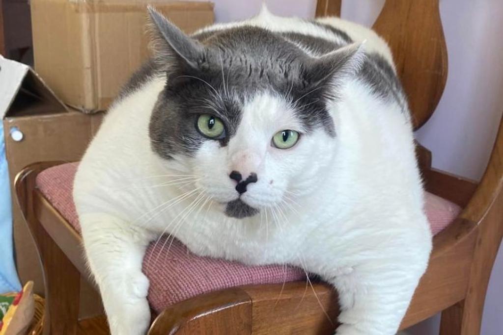  Patches cat overweight viral