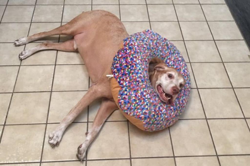 Hilarious Dog Pillow Laugh