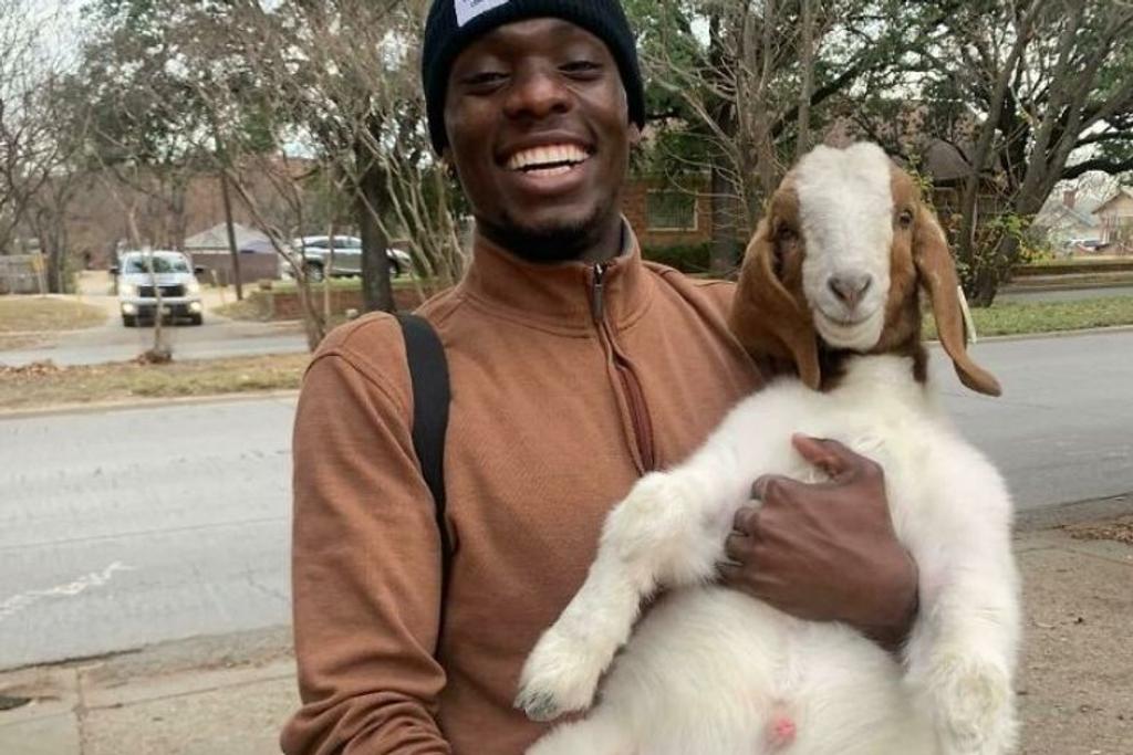 Goat Follows Man Neighborhood
