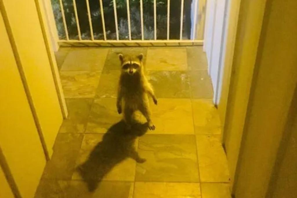 Strange Funny Raccoon Thief