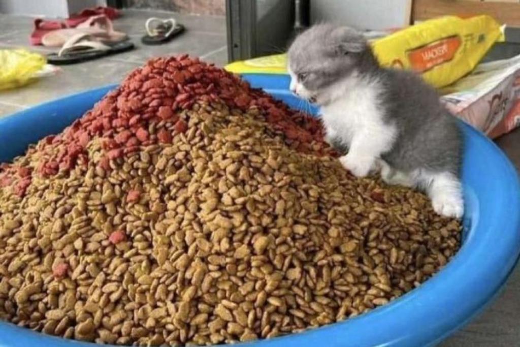 Kitten Food Pic Funny