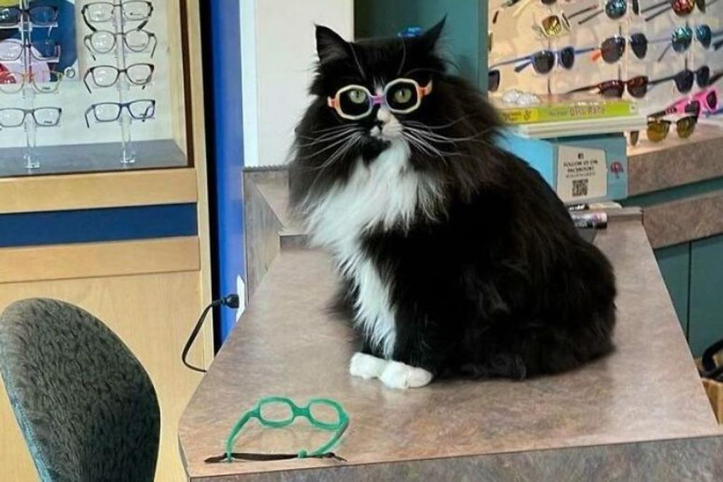 Cat Animal Glasses Funny