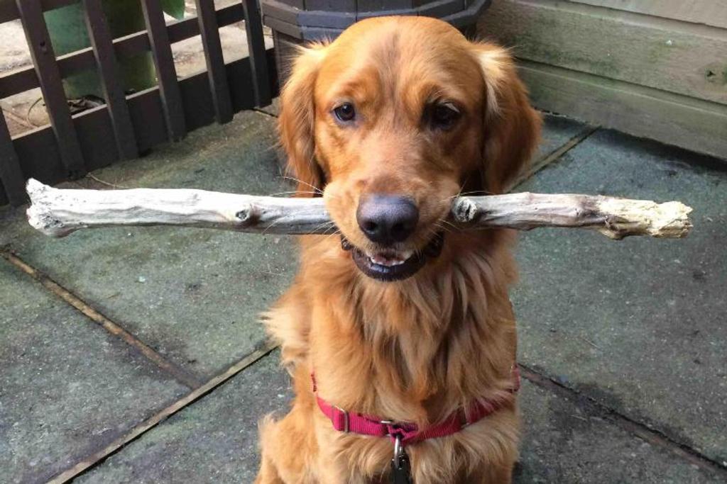 Stick Dog Adorable Lovable