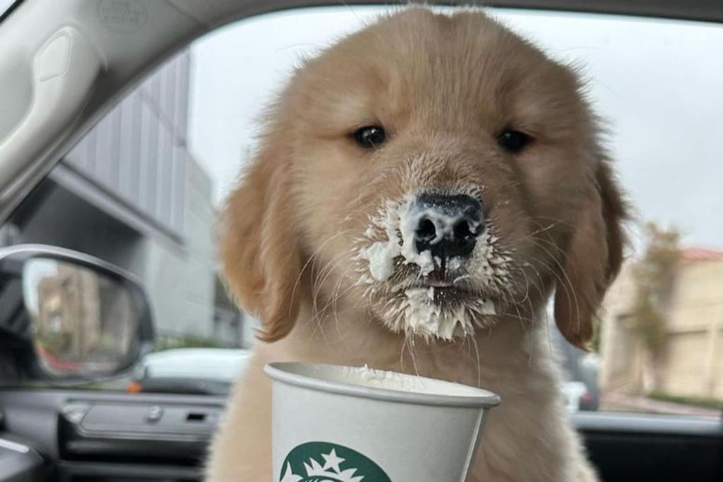 Puppucino Starbucks Pup Cup