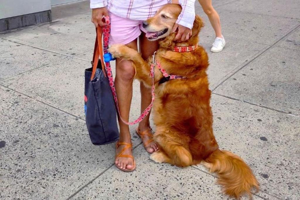 Hugging Dog NYC Celebrity