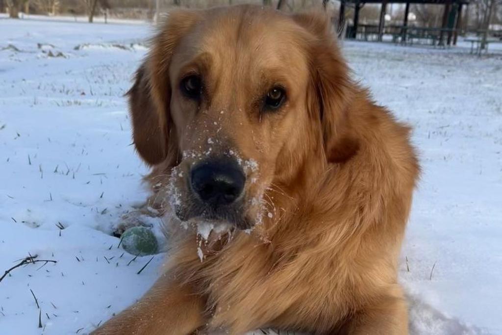 Snow Doggo Golden Cute