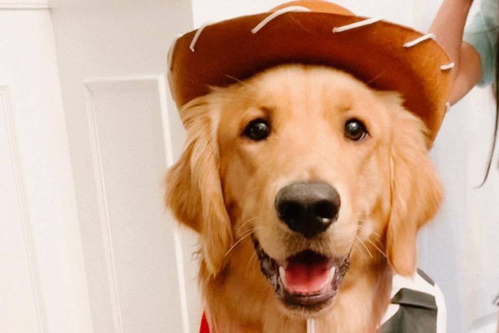 Cowboy Dog Costume Party