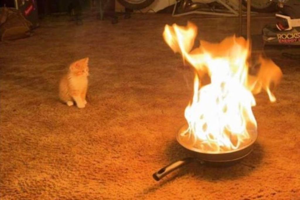 cat fire funny viral