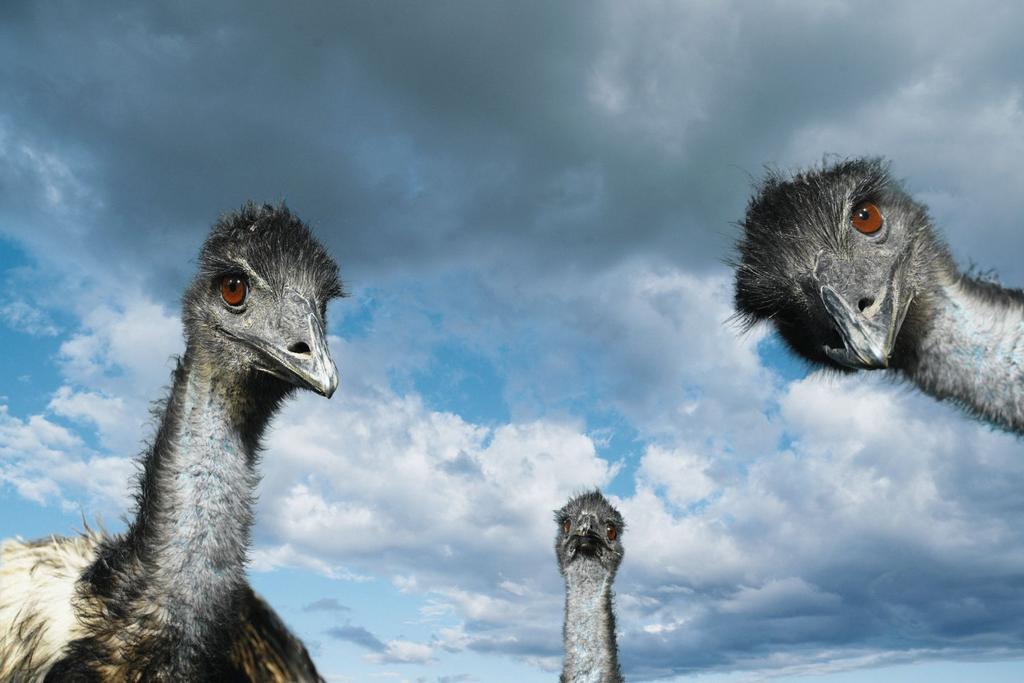 emu war comedy film