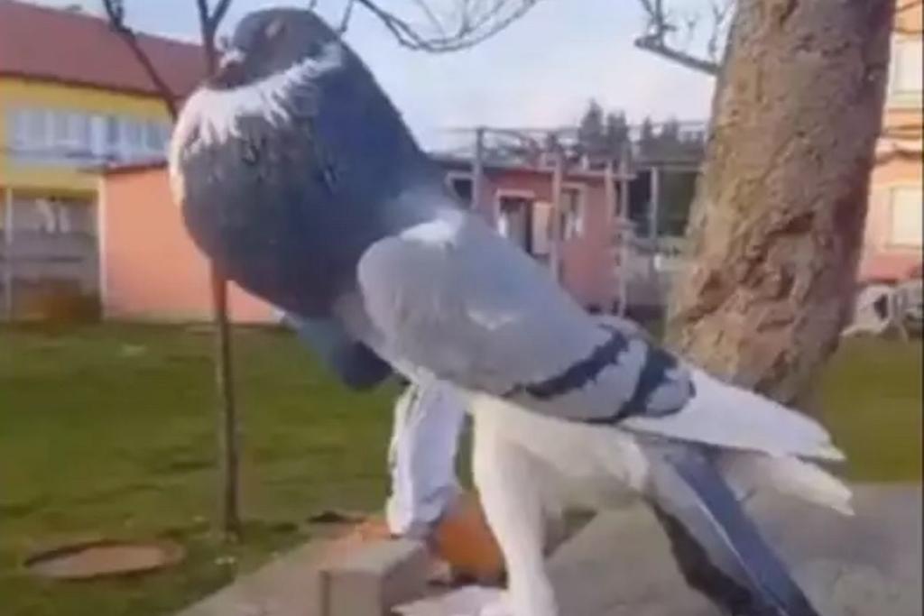 Scary Pigeon funny Viral