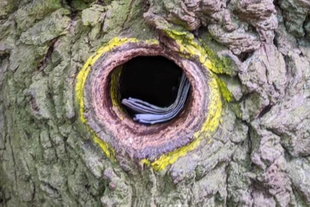 Mail Hole Bridegroom's Oak