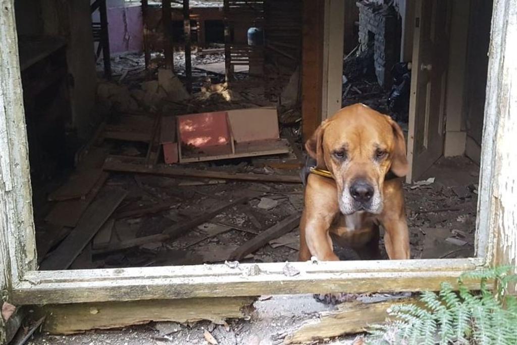 Dog Renovation Help Viral
